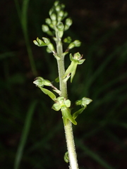 Neottia ovata