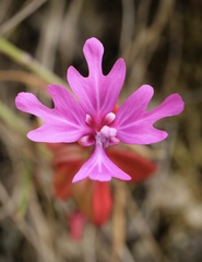 Clarkia concinna raichei