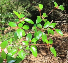 Croton pseudopulchellus