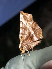 Selenia alciphearia