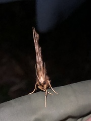 Selenia alciphearia