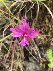 Clarkia concinna raichei