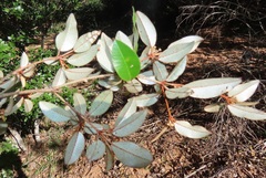 Croton pseudopulchellus