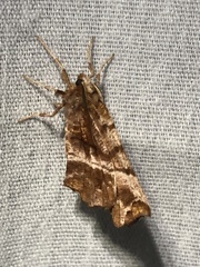 Selenia alciphearia