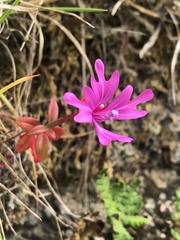 Clarkia concinna raichei