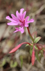 Clarkia concinna raichei
