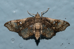 Omphisa anastomosalis