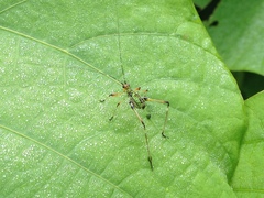 Phaneroptera nigroantennata