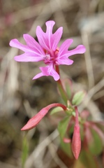 Clarkia concinna raichei