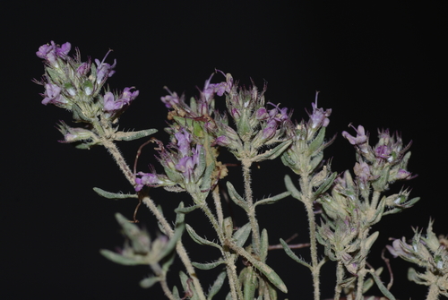 Thymus algeriensis image