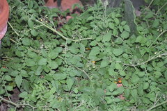 Solanum lycopersicum