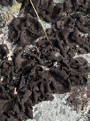 Lathagrium undulatum
