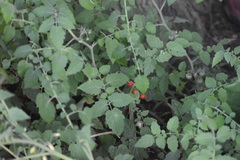 Solanum lycopersicum
