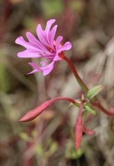 Clarkia concinna raichei