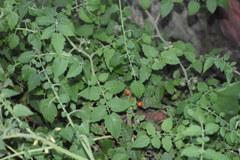 Solanum lycopersicum