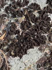 Lathagrium undulatum