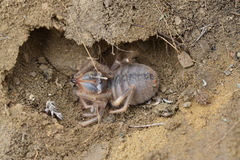 Galeodes araneoides