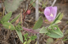 Clarkia davyi