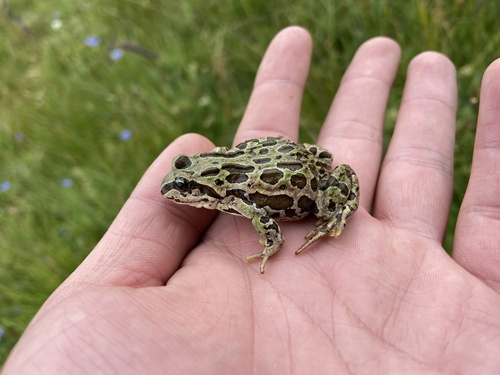Tibetan frog