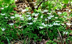 Anemonoides nemorosa