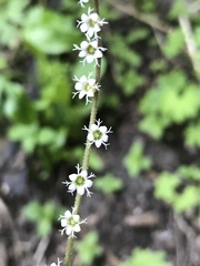 Ozomelis stauropetala