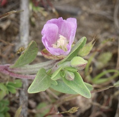 Clarkia davyi