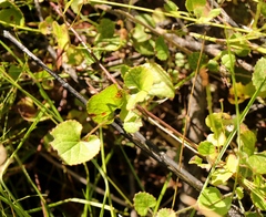 Centella eriantha
