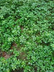 Salpichroa origanifolia