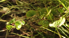 Centella eriantha