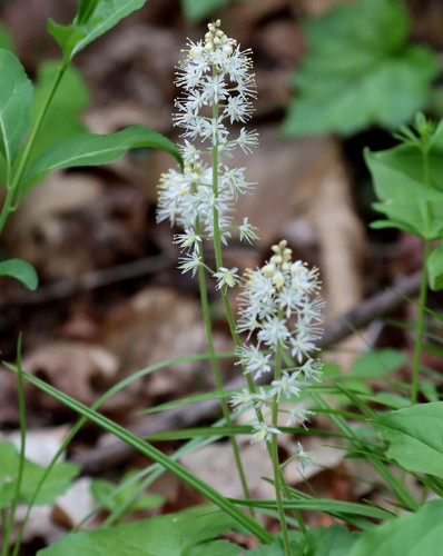 Creeping Foamflower