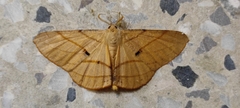 Dalima