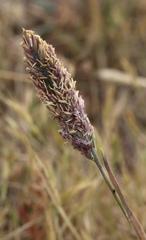 Poa unilateralis