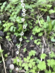 Ozomelis stauropetala