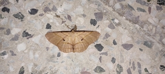Dalima