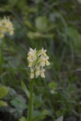 Dactylorhiza sambucina