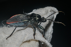 Haematorrhophus marginatus