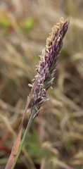 Poa unilateralis