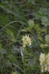Dactylorhiza sambucina