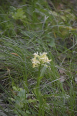 Dactylorhiza sambucina