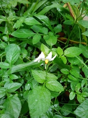 Solanum chacoense