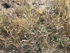 Poa unilateralis