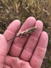 Poa unilateralis