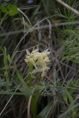 Dactylorhiza sambucina