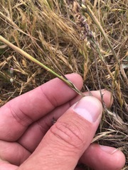 Poa unilateralis