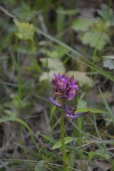 Dactylorhiza sambucina