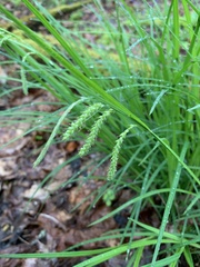 Carex prasina