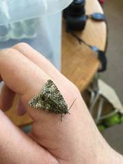 Acronicta megacephala