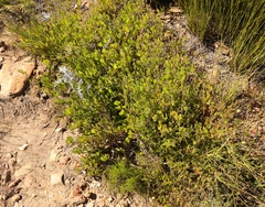 Osteospermum pyrifolium