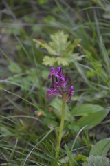 Dactylorhiza sambucina