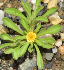 Asteriscus